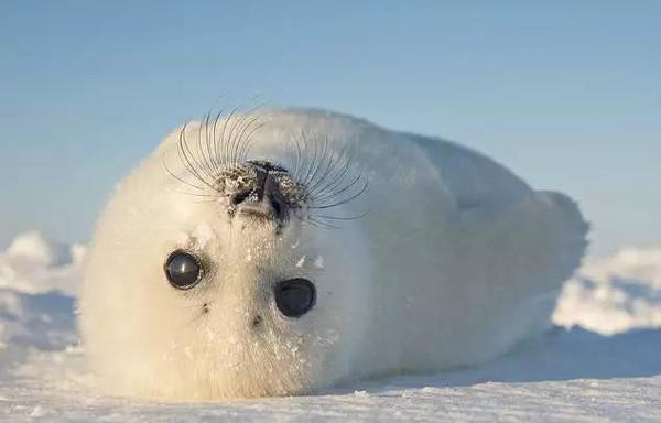 象海豹和海象有何区别，海狮海豹海象傻傻分不清