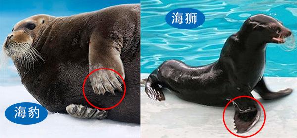 象海豹和海象有何区别，海狮海豹海象傻傻分不清