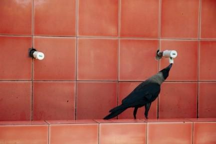 为什么说乌鸦是世上最聪明的鸟类，乌鸦喝水不是瞎说