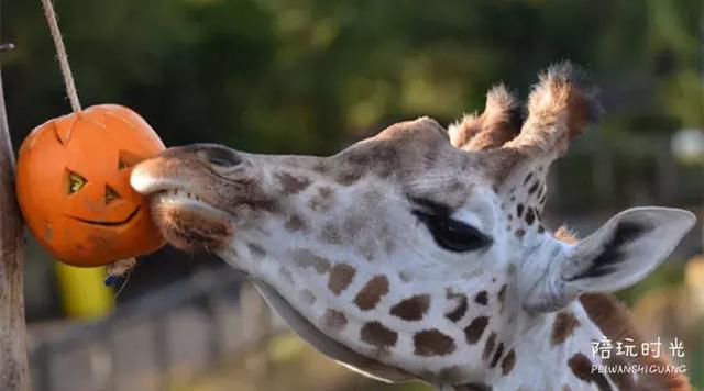 最酷又容易的万圣节装扮，看了这些万圣节的装扮和装饰创意