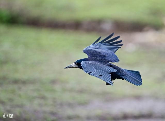 为什么说乌鸦是世上最聪明的鸟类，乌鸦喝水不是瞎说