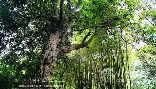 泸州市最好的旅游景点，泸州境内最惊艳的小众美地推荐