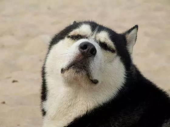 一对可爱狗狗表情包图集，情侣专用狗狗猫猫可可爱爱沙雕表情包