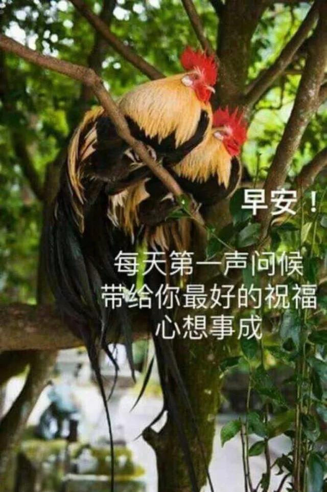 清晨早上好，送上清晨的问候