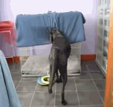 一对可爱狗狗表情包图集，情侣专用狗狗猫猫可可爱爱沙雕表情包