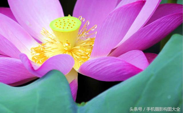 常用的九宫格又叫黄金分割构图，真实用丨这组图解教会你拍照更炫更出彩