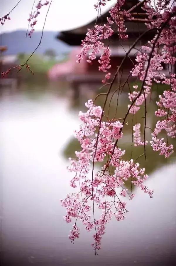 晚安美文171108：相遇，是一树花开