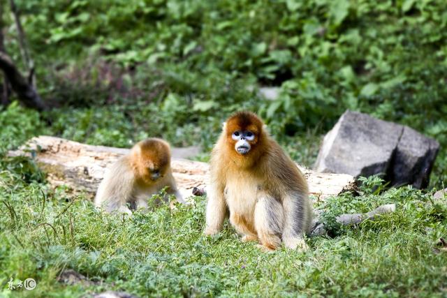 西安长安通小卡怎么收费，作为西安人你知道吗