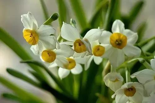 冬天怎样养好水仙花，水仙花冬季这样做