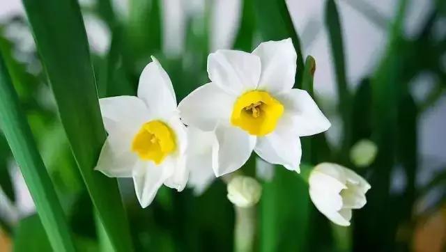 冬天怎样养好水仙花，水仙花冬季这样做
