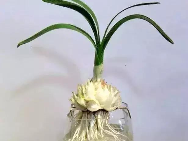 冬天怎样养好水仙花，水仙花冬季这样做