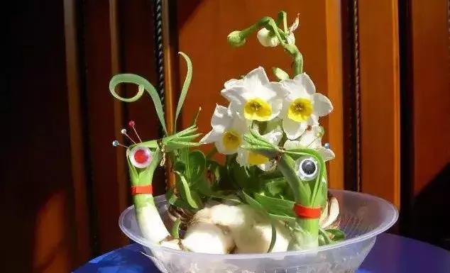 冬天怎样养好水仙花，水仙花冬季这样做