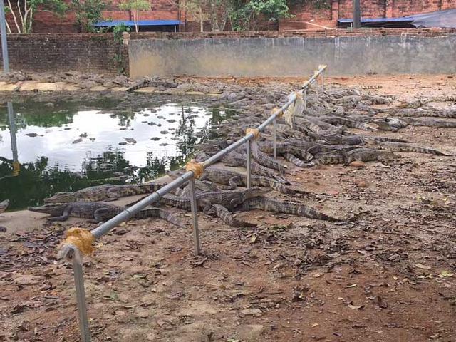 鳄龟肉做菜过程，这些浙江美食 有味有乡愁