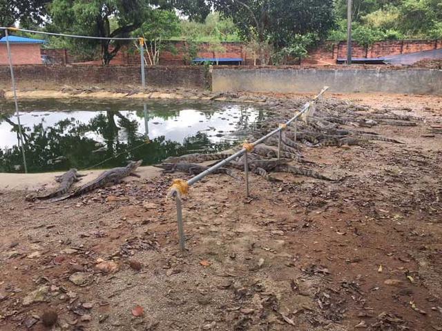 鳄龟肉做菜过程，这些浙江美食 有味有乡愁