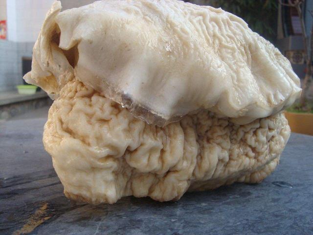 太岁肉是怎么变成的，太岁肉真的能治百病