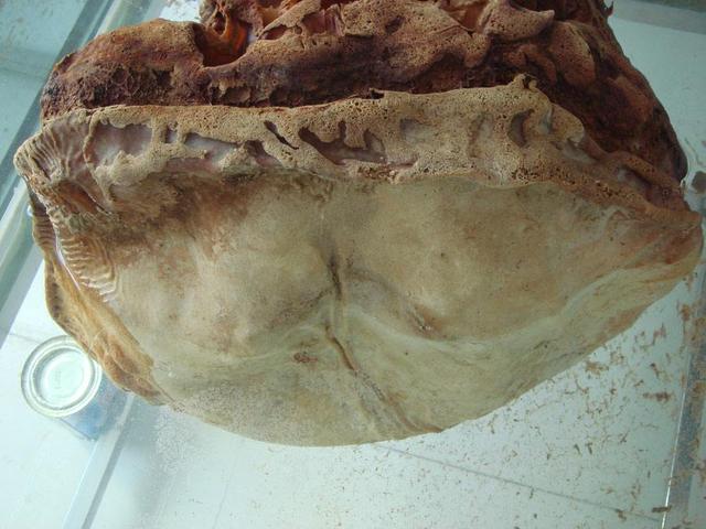 太岁肉是怎么变成的，太岁肉真的能治百病