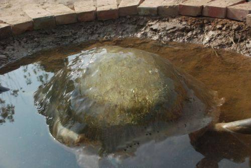 太岁肉是怎么变成的，太岁肉真的能治百病