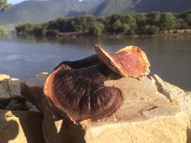 真正野生灵芝图片，野生灵芝到底什么样子的才是真的