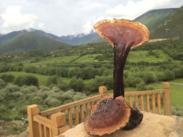 真正野生灵芝图片，野生灵芝到底什么样子的才是真的