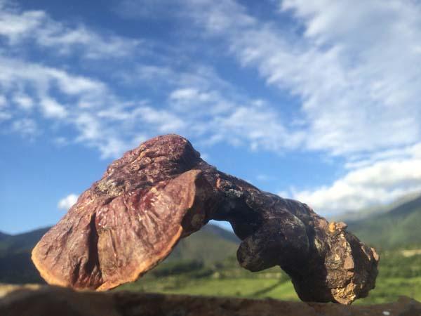 真正野生灵芝图片，野生灵芝到底什么样子的才是真的