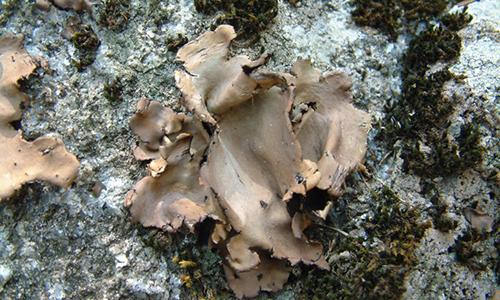 张家界市有哪些特产，张家界的几大著名特产