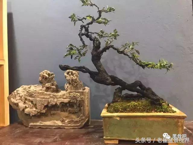 黑骨茶盆景图片，黑骨茶老桩盆景图
