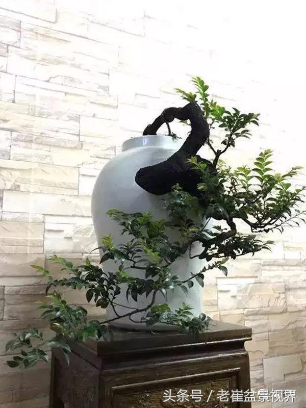 黑骨茶盆景图片，黑骨茶老桩盆景图