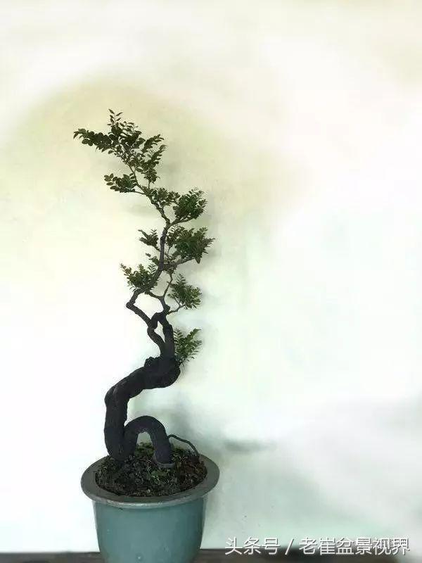 黑骨茶盆景图片，黑骨茶老桩盆景图