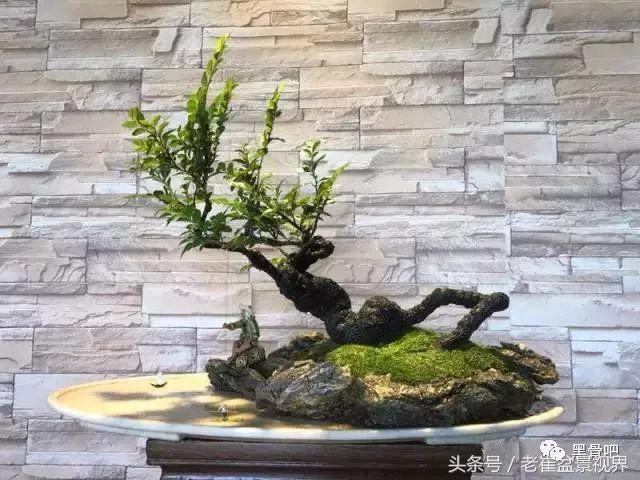 黑骨茶盆景图片，黑骨茶老桩盆景图