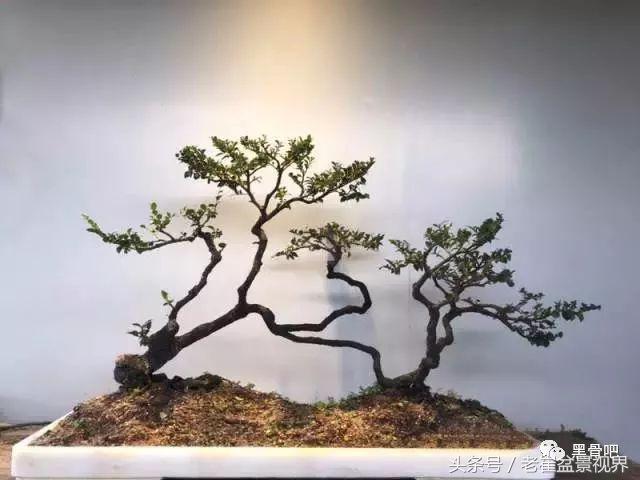 黑骨茶盆景图片，黑骨茶老桩盆景图