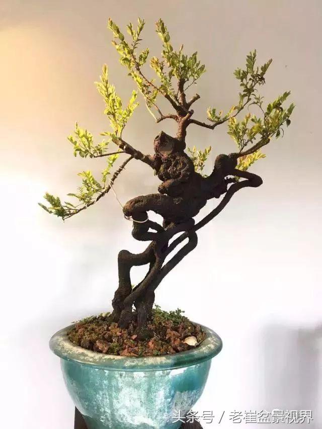 黑骨茶盆景图片，黑骨茶老桩盆景图