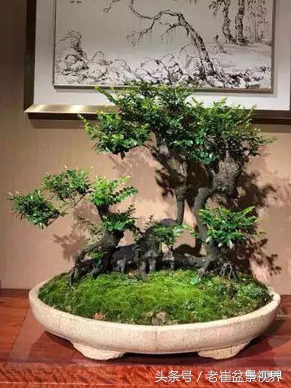 黑骨茶盆景图片，黑骨茶老桩盆景图