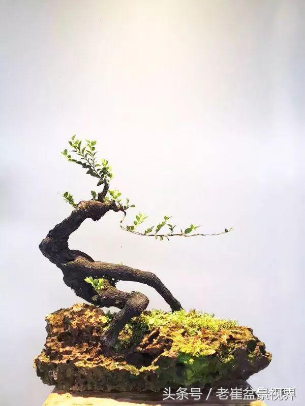 黑骨茶盆景图片，黑骨茶老桩盆景图