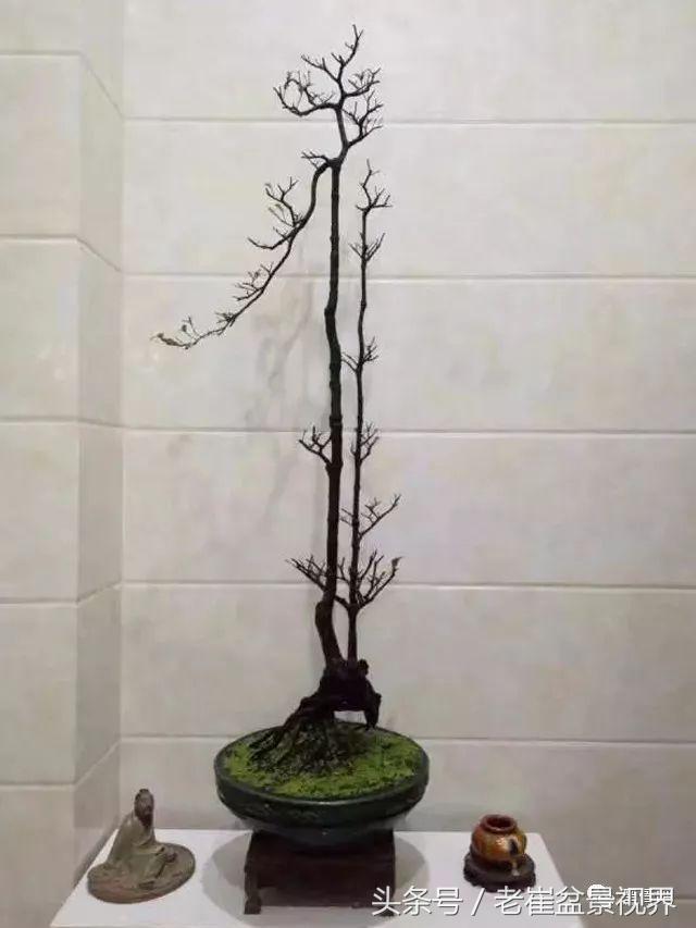 黑骨茶盆景图片，黑骨茶老桩盆景图