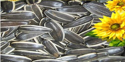 葵瓜子的作用与功效及禁忌，葵瓜子的功效很详细