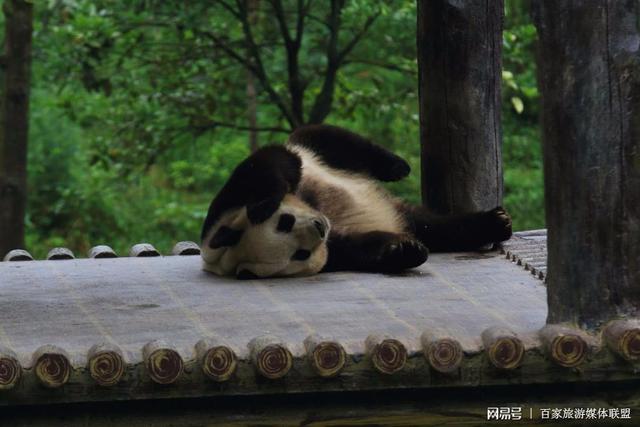 小熊猫和大熊猫的区别，大熊猫跟小熊猫的区别在哪（大熊猫和小熊猫是两种不同的动物）