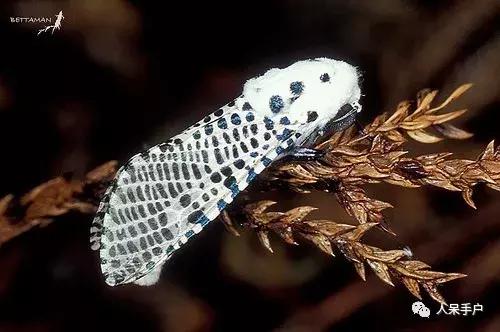 完全没毛的蛾子幼虫，常见的妖蛾子和它的宝宝们