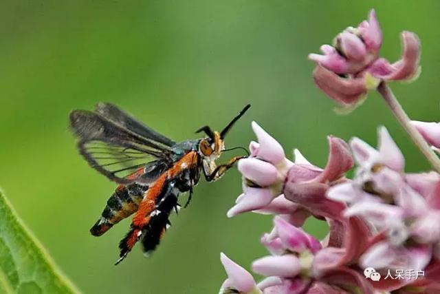 完全没毛的蛾子幼虫，常见的妖蛾子和它的宝宝们