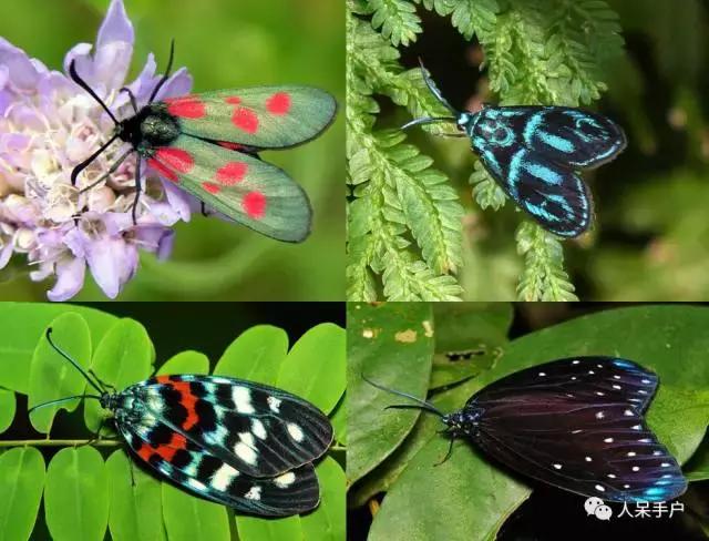 完全没毛的蛾子幼虫，常见的妖蛾子和它的宝宝们