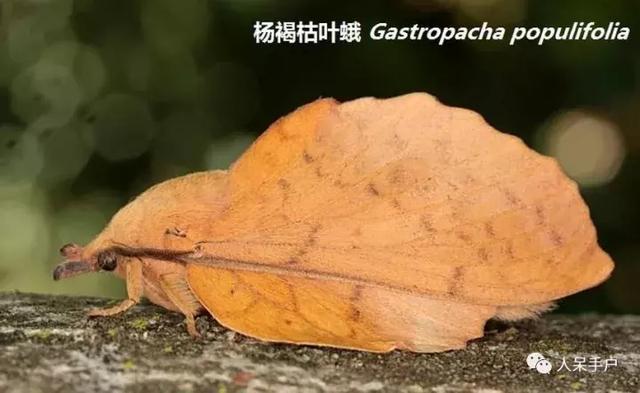 完全没毛的蛾子幼虫，常见的妖蛾子和它的宝宝们