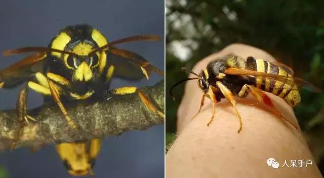 完全没毛的蛾子幼虫，常见的妖蛾子和它的宝宝们