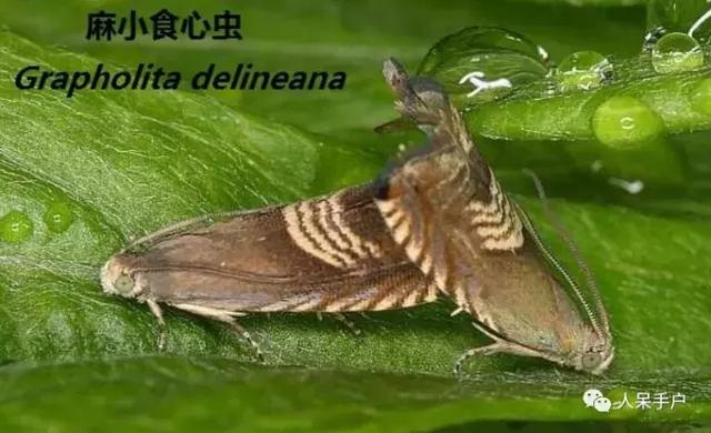 完全没毛的蛾子幼虫，常见的妖蛾子和它的宝宝们