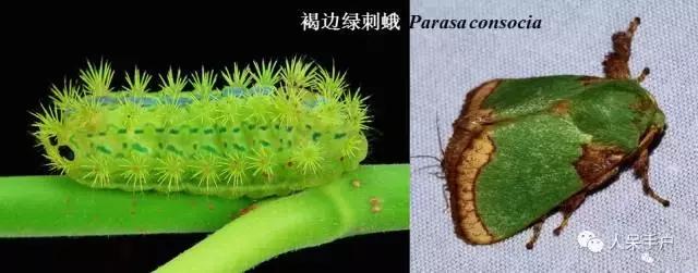 完全没毛的蛾子幼虫，常见的妖蛾子和它的宝宝们