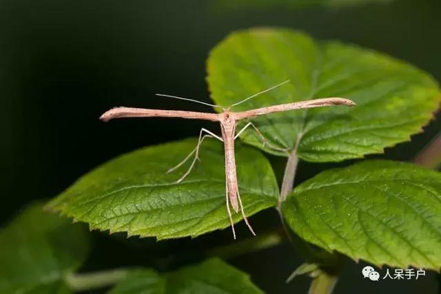 完全没毛的蛾子幼虫，常见的妖蛾子和它的宝宝们