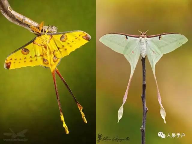 完全没毛的蛾子幼虫，常见的妖蛾子和它的宝宝们