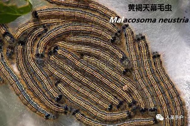 完全没毛的蛾子幼虫，常见的妖蛾子和它的宝宝们