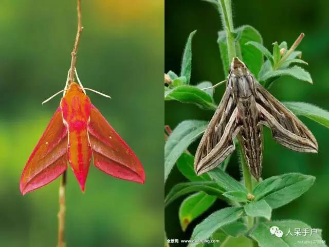 完全没毛的蛾子幼虫，常见的妖蛾子和它的宝宝们