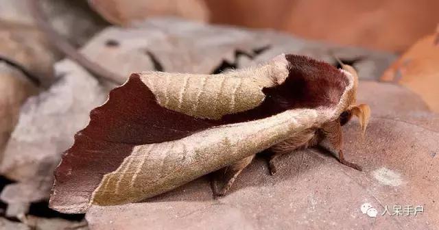 完全没毛的蛾子幼虫，常见的妖蛾子和它的宝宝们
