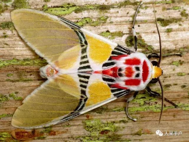 完全没毛的蛾子幼虫，常见的妖蛾子和它的宝宝们