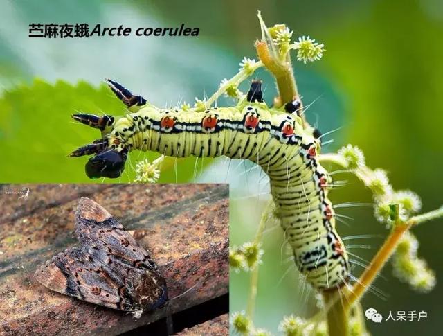 完全没毛的蛾子幼虫，常见的妖蛾子和它的宝宝们